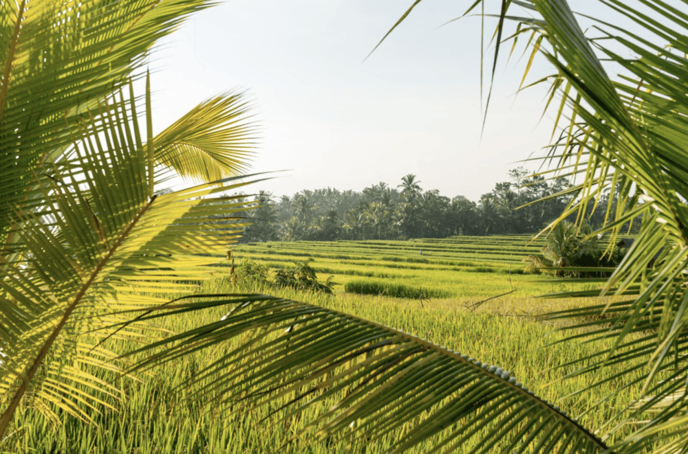 Autumn in Vietnam offers cooler weather and golden northern fields—ideal for trekking and photography